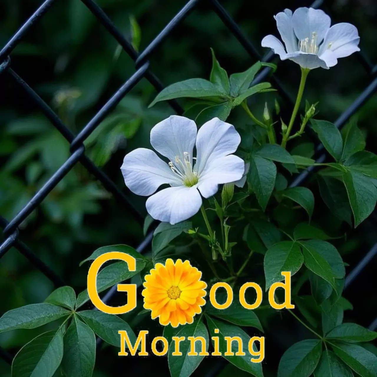Good Morning Images